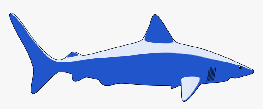 Shark, HD Png Download, Free Download