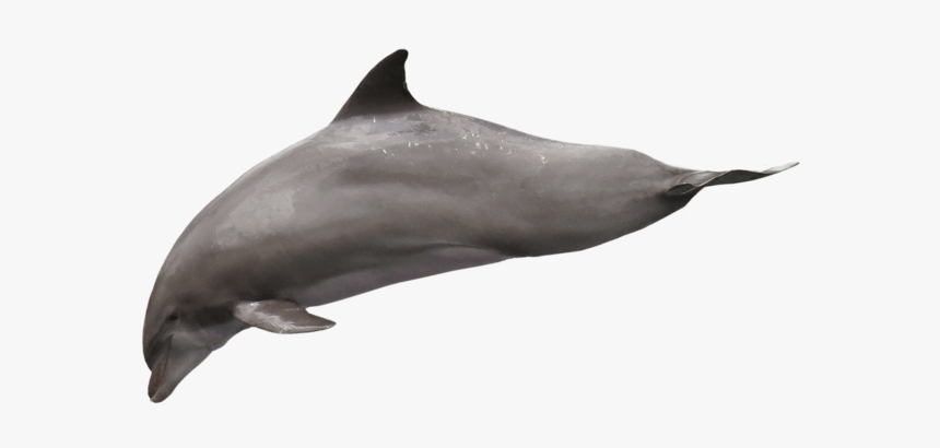 Delphin Png, Transparent Png, Free Download