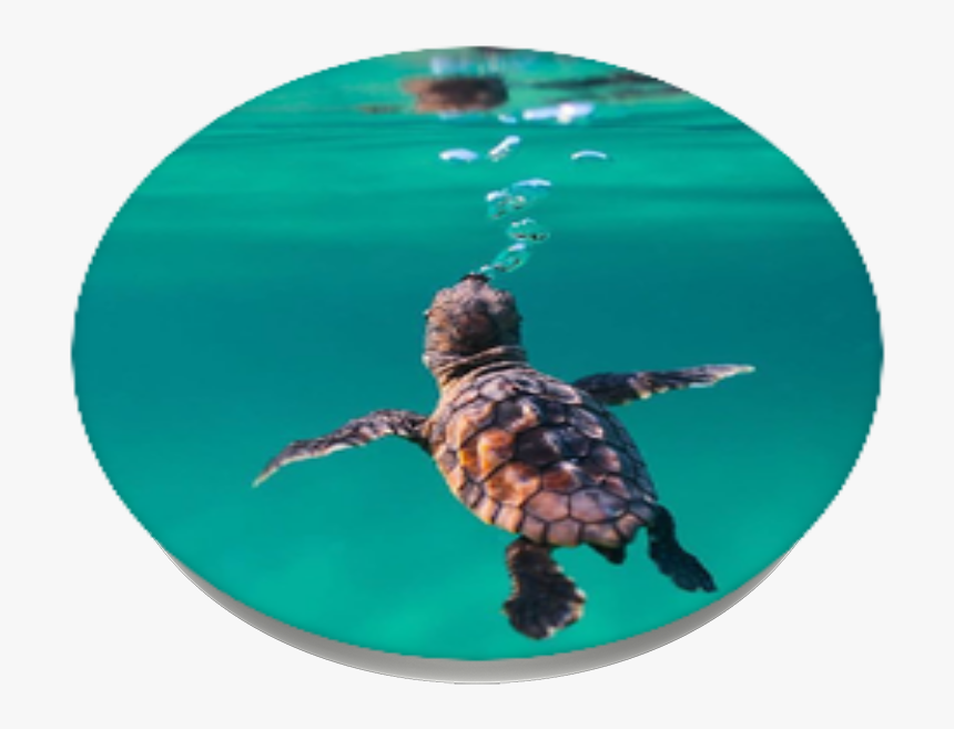St Jude Children Research Hospital Baby Sea Turtle - Ocean Sea Turtle Popsocket, HD Png Download, Free Download