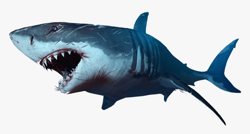 Shark - Shark Transparent Background, HD Png Download, Free Download