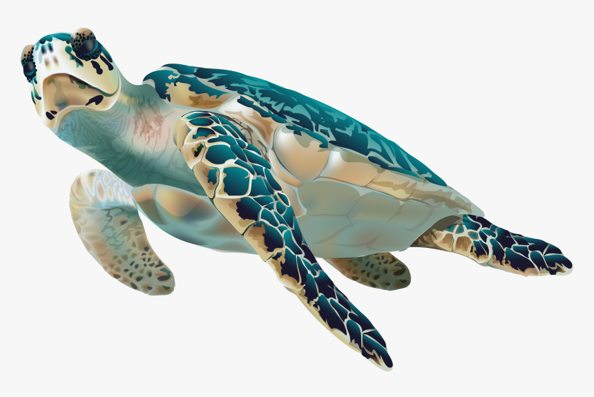 Clip Art Sea Turtle Png - Sea Turtle Transparent Background, Png Download, Free Download