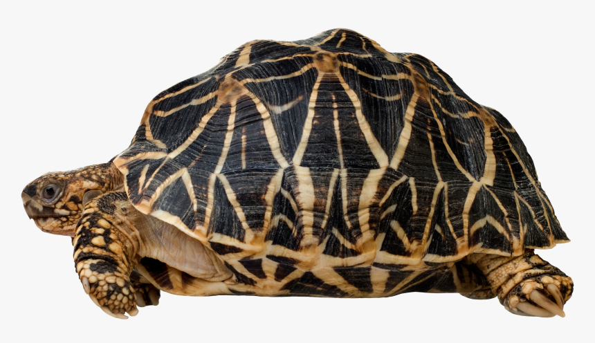 Turtle Png Clip Art - Indian Star Tortoise Png, Transparent Png, Free Download