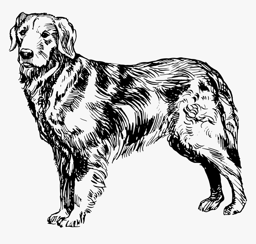 Clip Art Golden Retriever Clipart Black And White - Golden Retriever Black And White Drawing, HD Png Download, Free Download