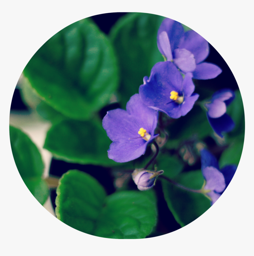 Round Violets, HD Png Download, Free Download