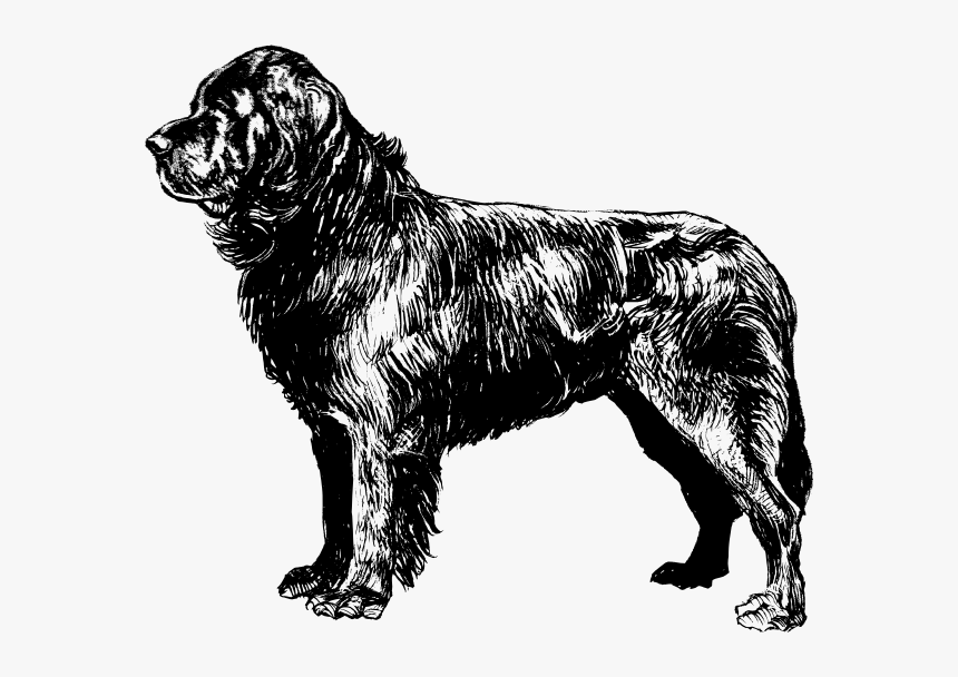 Newfoundland Dog Clip Art At Clker - Newfoundland Dog Coloring Page, HD Png Download, Free Download