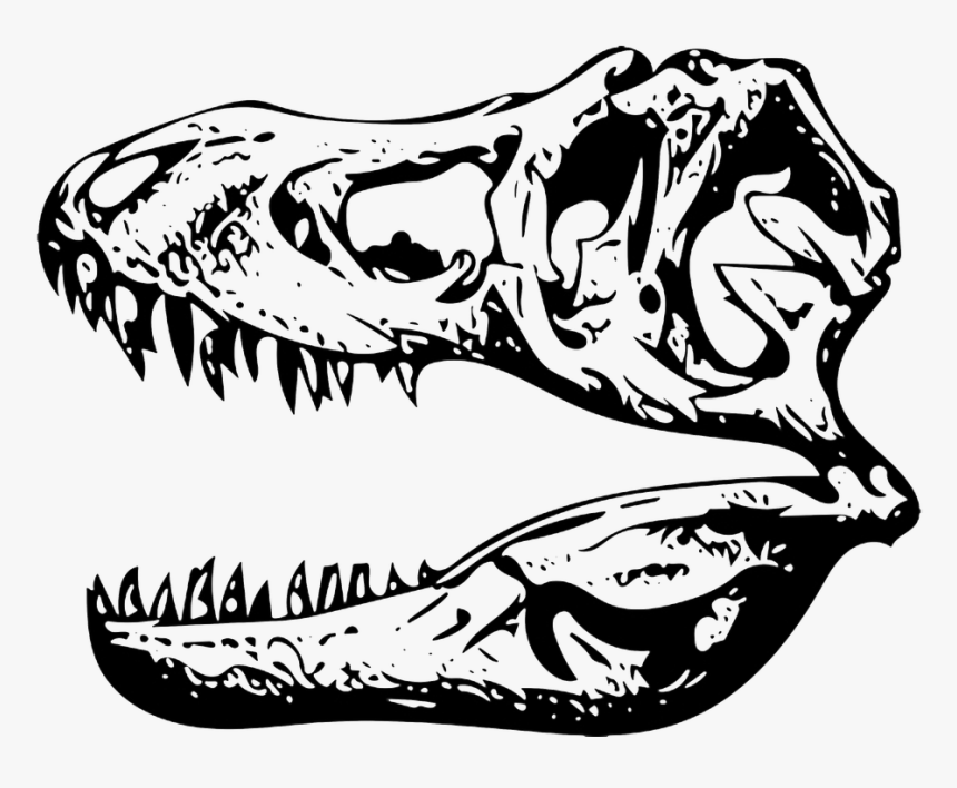 Tyrannosaurus, T-rex, Fossil - T Rex Skull Clip Art, HD Png Download, Free Download