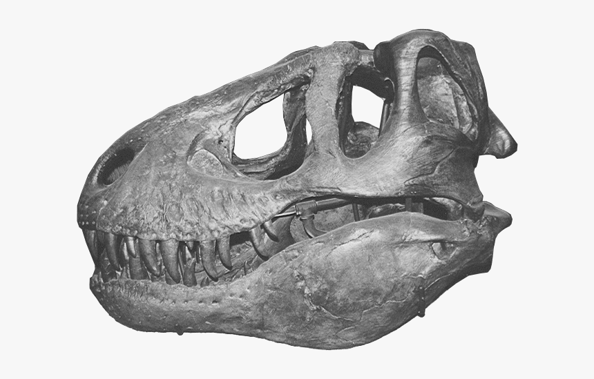 T-rex Skull - T Rex Skull Png, Transparent Png, Free Download