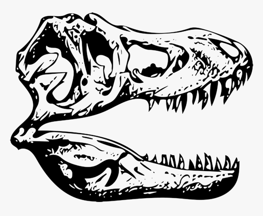 Transparent T Rex Head Png - Cabeza De Tiranosaurio Rex Esqueleto, Png Download, Free Download