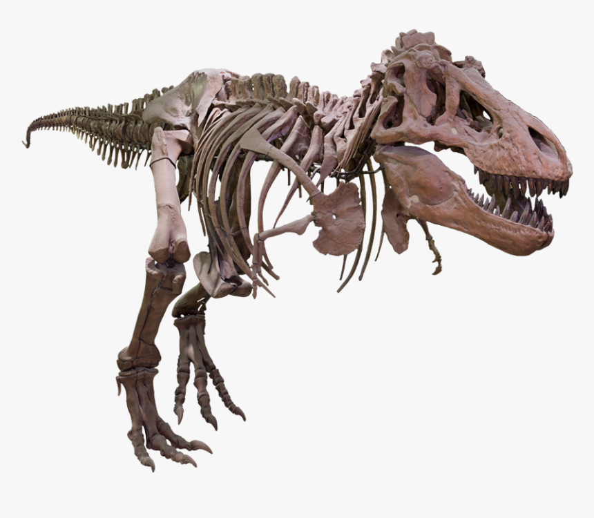 T Rex Skull Png - T Rex Fossil Png, Transparent Png, Free Download