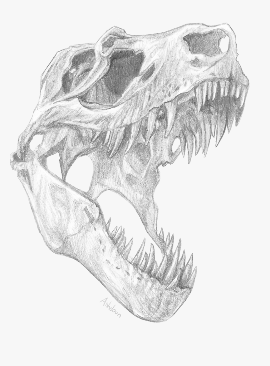 Clip Art Skull Pencil Drawings - T Rex Skull Design, HD Png Download, Free Download