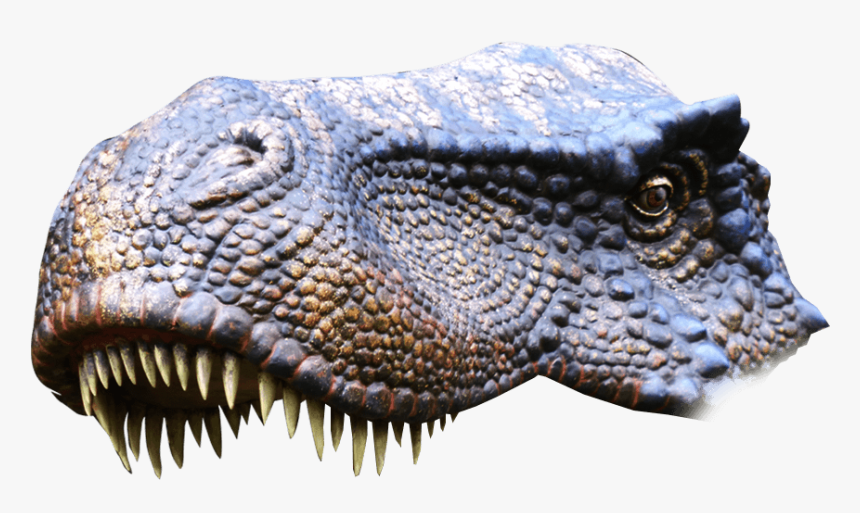 Transparent Dinosaur Head Png - Nile Crocodile, Png Download, Free Download