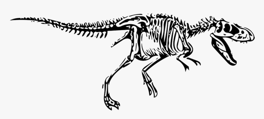 Dinosaur, T-rex, Tyrannosaurus, Fossil - Dinosaur Skeleton Png Transparent Background, Png Download, Free Download