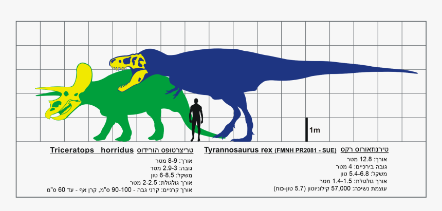 T Rex Ve Triceratops Svg Hebrew - Tyrannosaurus Rex Size, HD Png Download, Free Download