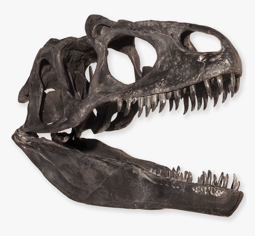 Dinosaur Skull Png - Find Your Fossil Bones Dinosaur Names, Transparent Png, Free Download