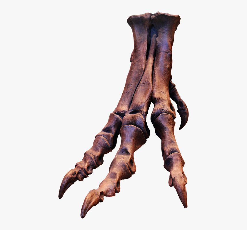 Trex, Skeleton, Bones, Foot, Ungal, Claws, Dinosaur - Dinosaur Skeleton Foot, HD Png Download, Free Download