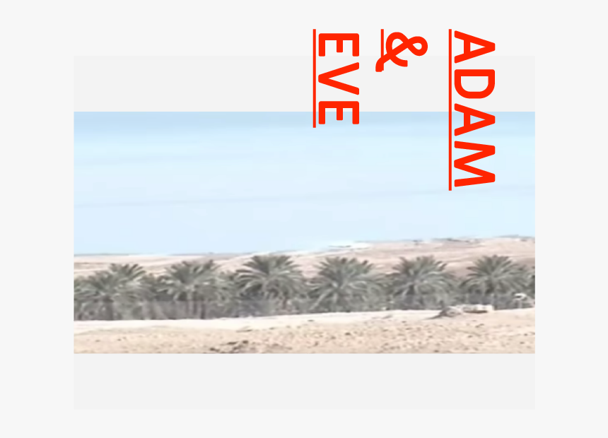 Palm Tree, HD Png Download, Free Download