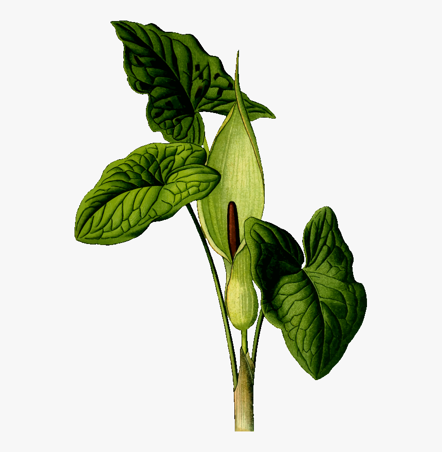 Medicinal Plants * Png, Transparent Png, Free Download