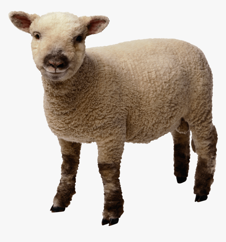 Baby Sheep Standing - Sheep Transparent Background, HD Png Download, Free Download