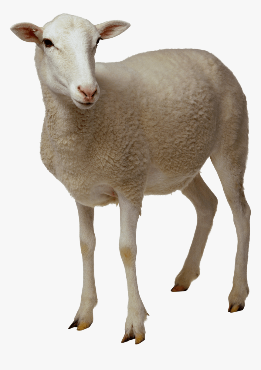 Sheep Looking - Sheep Png, Transparent Png, Free Download