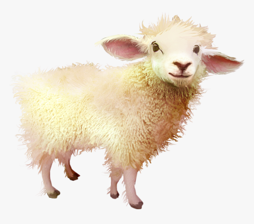 #sheep #baby #freetoedit - Baby Sheep Png, Transparent Png, Free Download