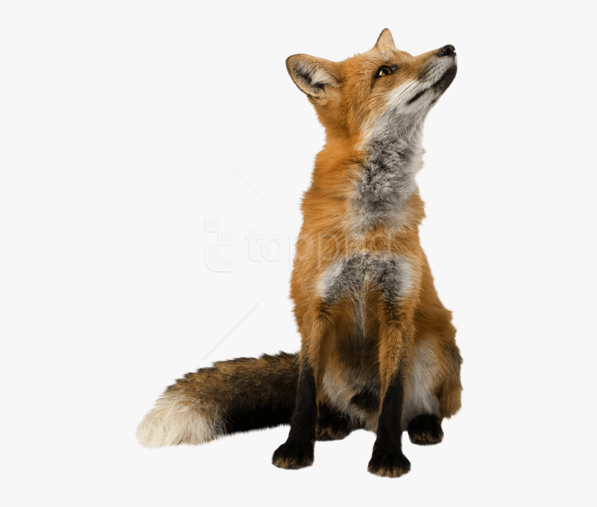 Free Images Toppng Transparent Transparent Background - Transparent Fox Png, Png Download, Free Download