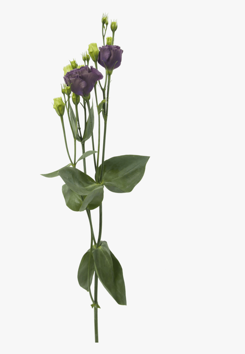 Lisianthus Rosanne Black Pearl - Cut Flowers, HD Png Download, Free Download