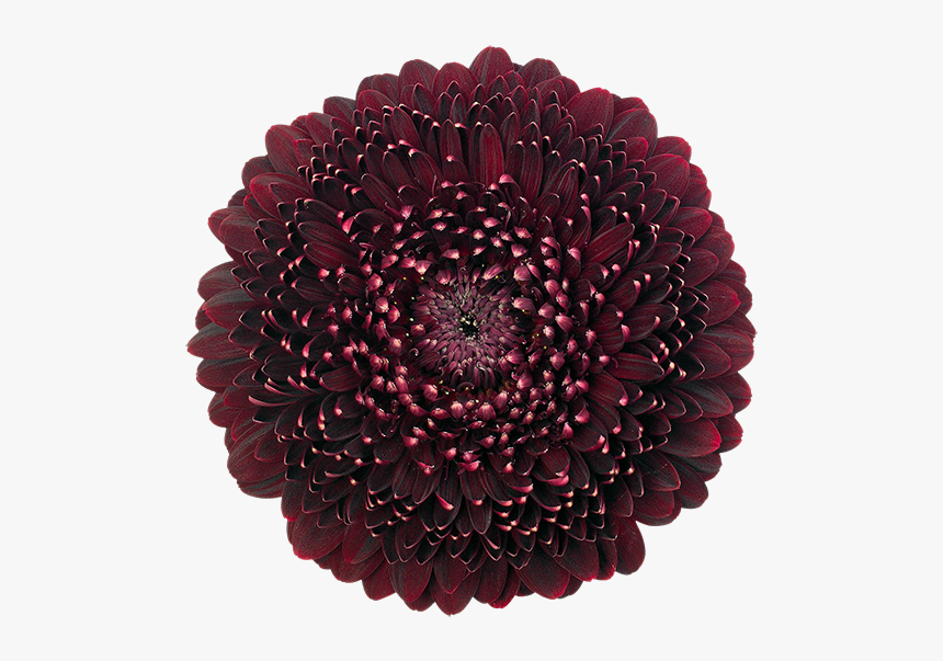 Gerbera Black Pearl, HD Png Download, Free Download