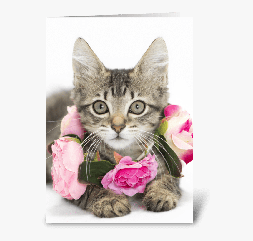I Love Lucy Kitten Greeting Card - Tabby Cat, HD Png Download, Free Download