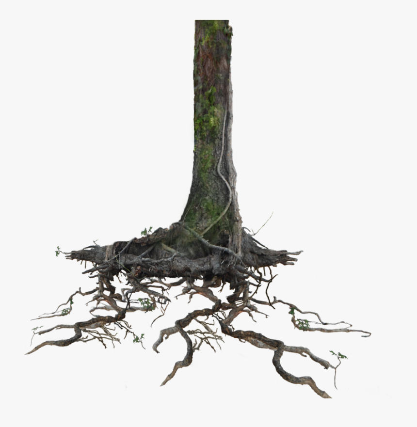 Go To Image - Tree With Root Png, Transparent Png, Free Download