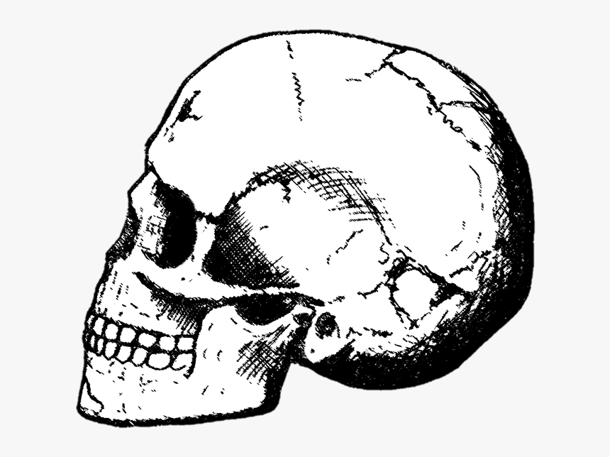 Varias Calaveras Sin Fondo [ ] - Skull Drawing Png, Transparent Png, Free Download