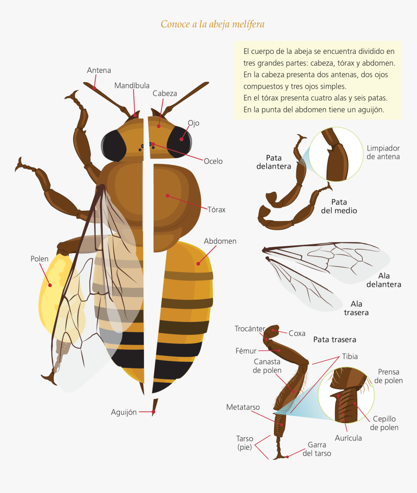 Anatomia De La Abeja, HD Png Download, Free Download