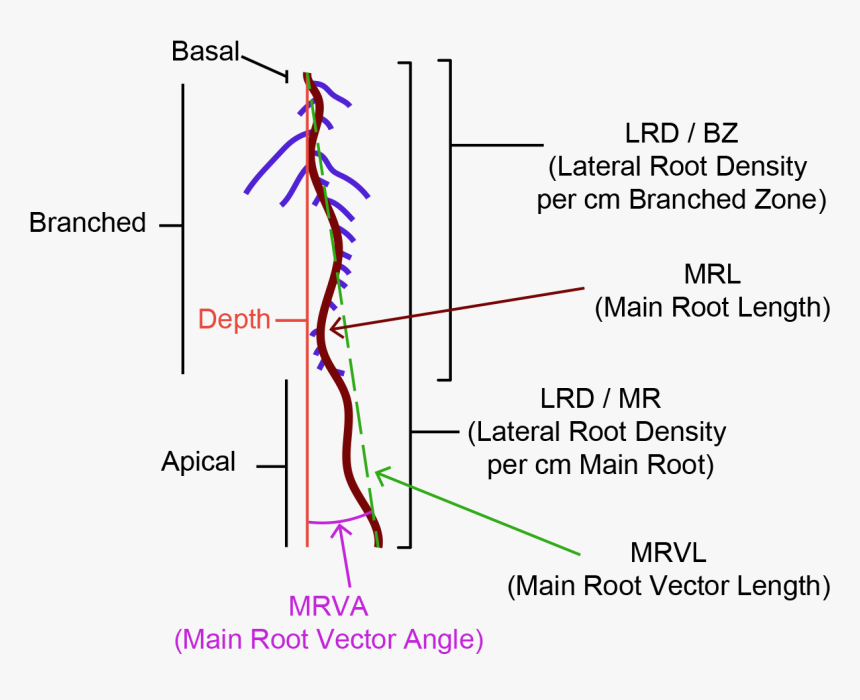 Diagram, HD Png Download, Free Download