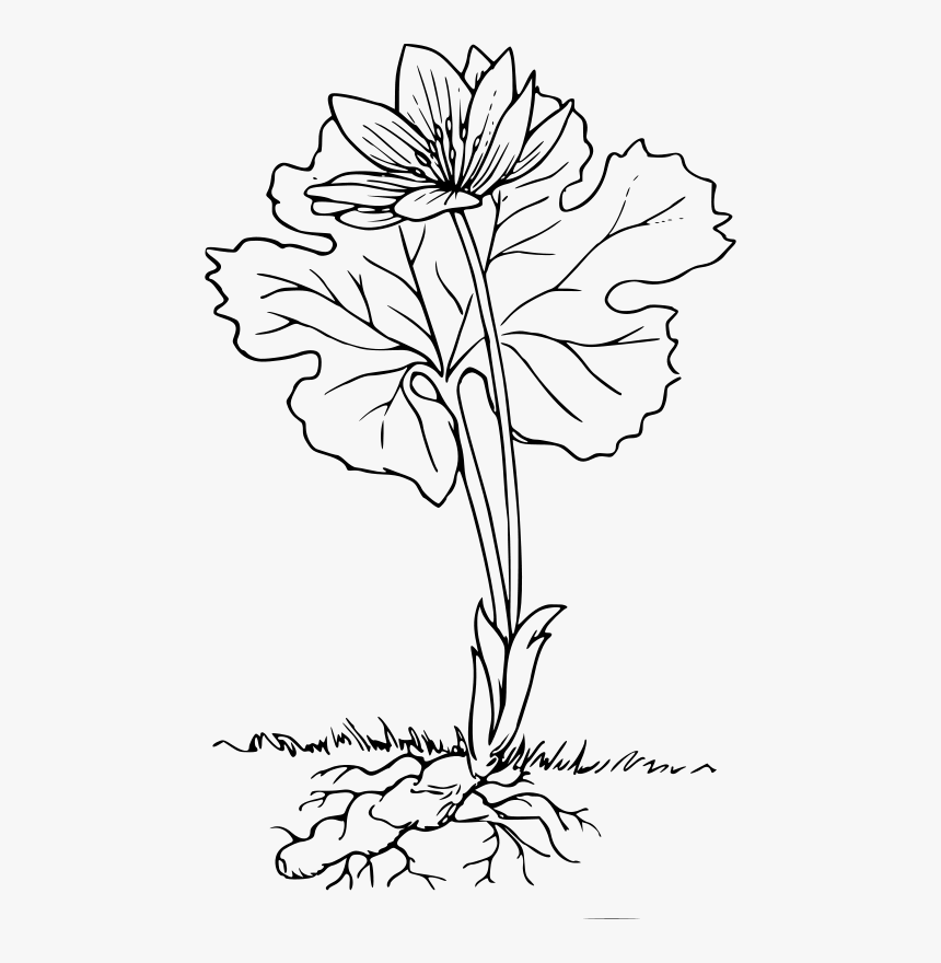 Bloodroot - Plant With Root Outline, HD Png Download, Free Download