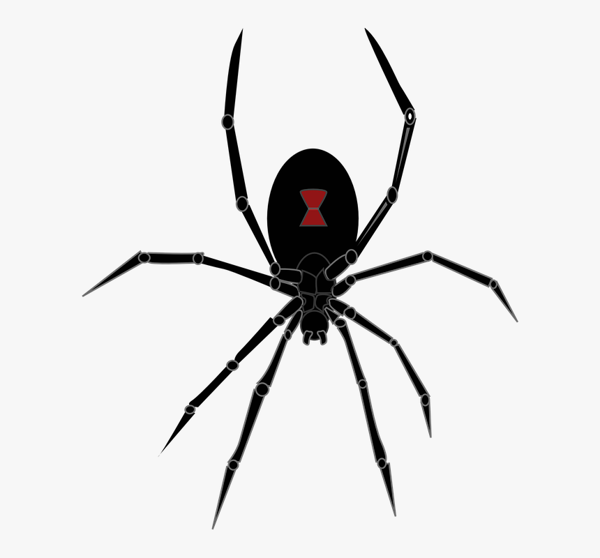 Thumb Image - Halloween Black Widow Spider, HD Png Download, Free Download