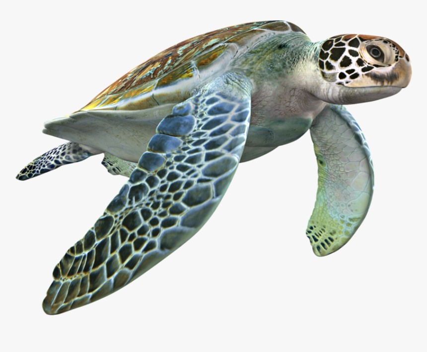 3d Model Sea Turtle Fbx, HD Png Download, Free Download