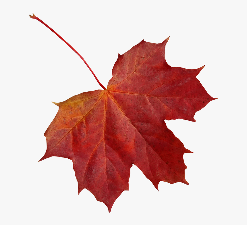 Leaf, Clone, Maple, Autumn, Red, Nature, Colorful - Clone Leaf, HD Png Download, Free Download