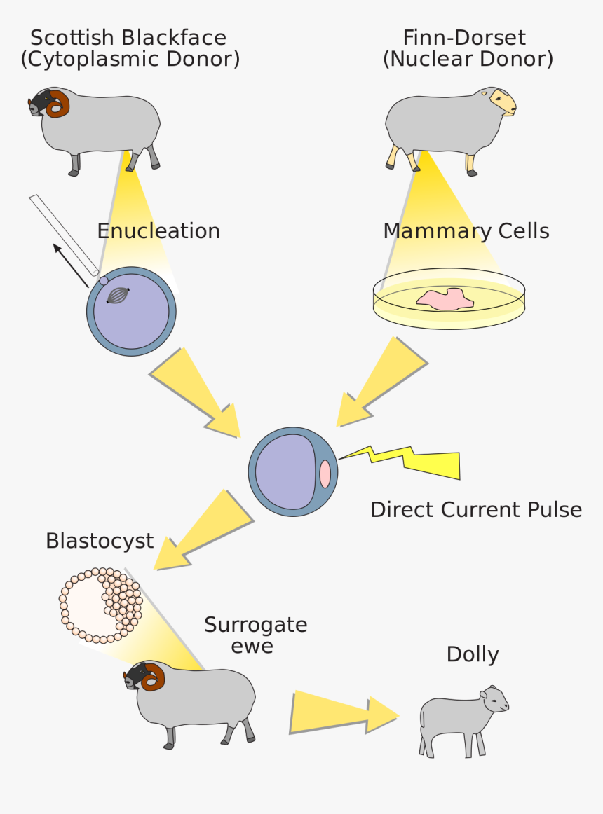 Animal Genetic Modification Process, HD Png Download, Free Download