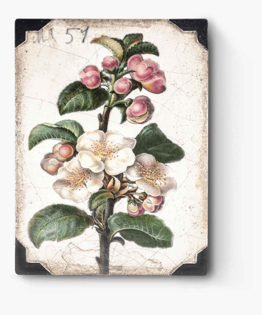 Sid Dickens Apple Blossom, HD Png Download, Free Download