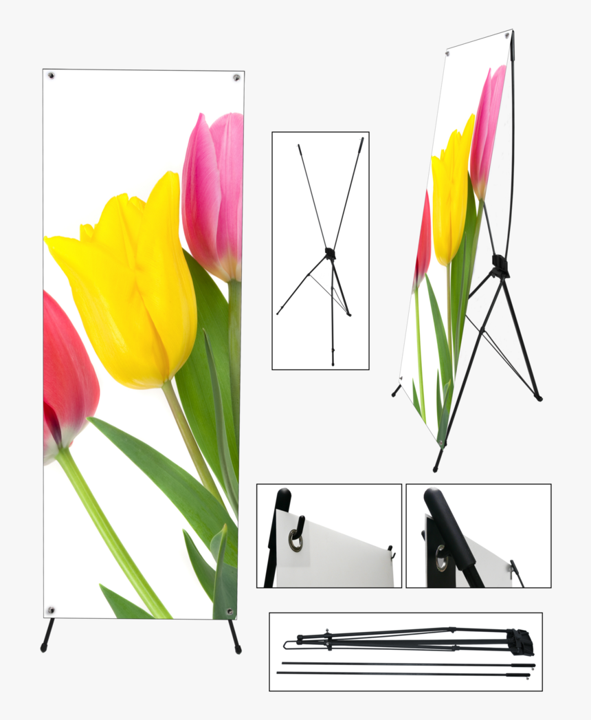 Lady Tulip, HD Png Download, Free Download