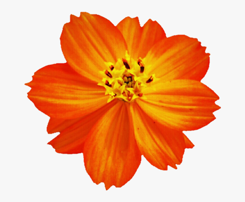 710 X 640 - Orange Cosmos Flower Png, Transparent Png, Free Download