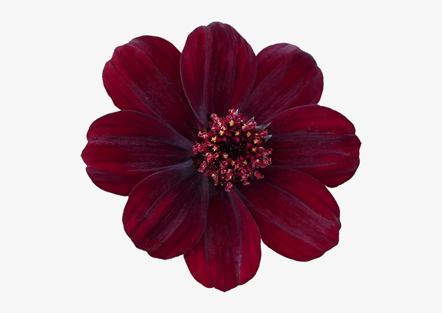 Clip Art Flower Png For - Chocolote Cosmos, Transparent Png, Free Download