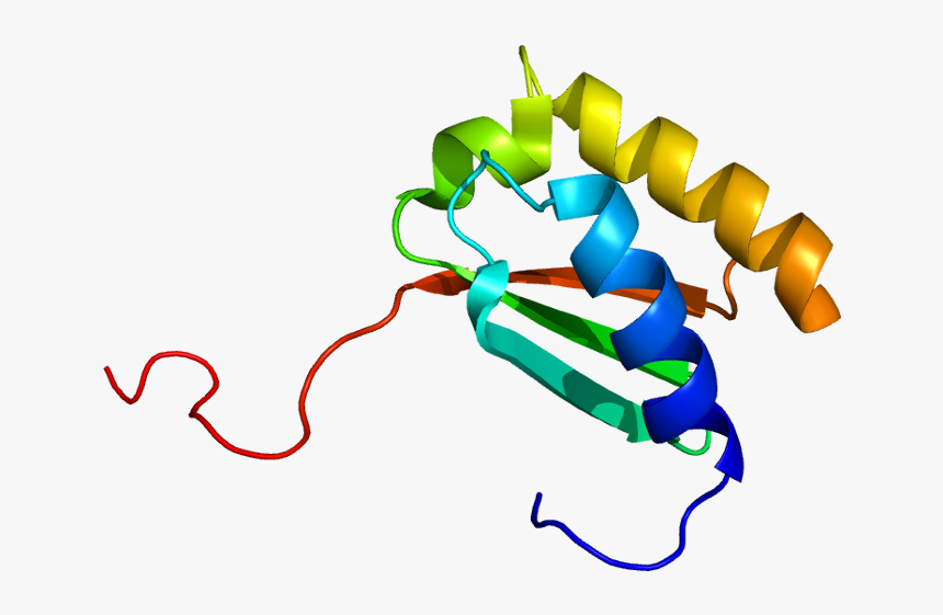 Protein Rps3 Pdb 1wh9 - 40s Ribosomal Protein 23, HD Png Download, Free Download