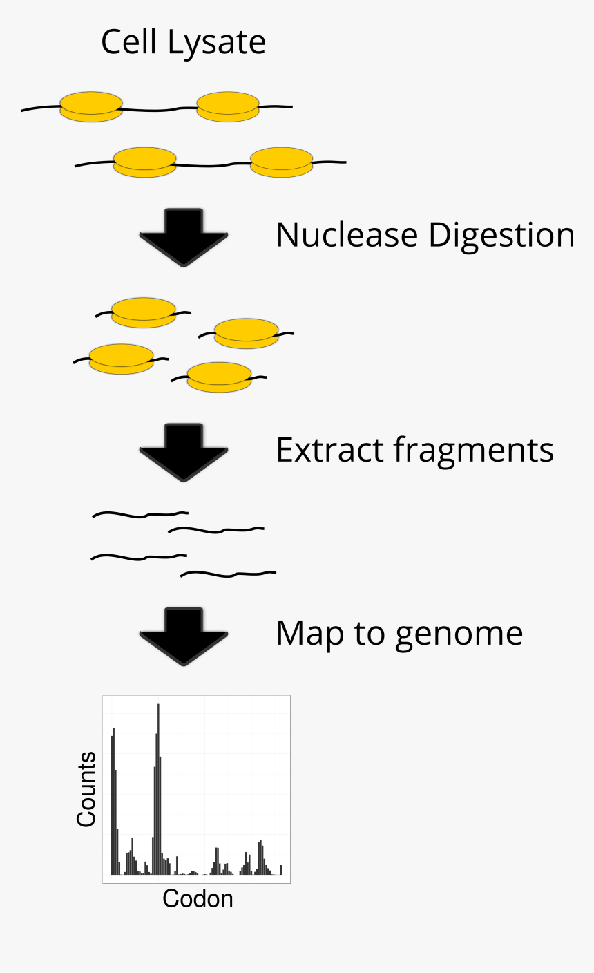 Ribosome Occupancy Profiling, HD Png Download, Free Download