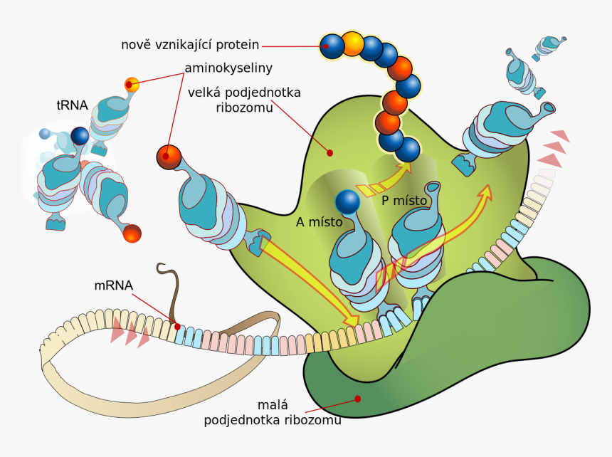 Rna Translation, HD Png Download, Free Download