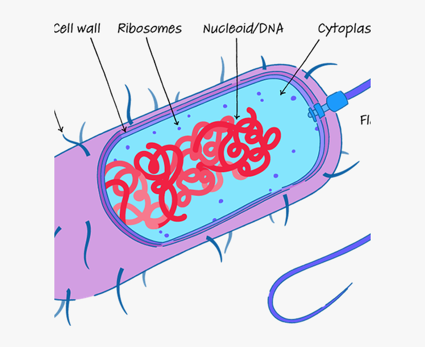 Transparent Cell Membrane Png - Cytoskeleton Diagram, Png Download, Free Download