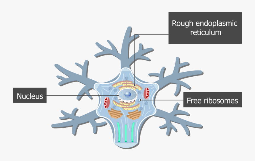 An Image Showing The Neuron Cell Body And It"s Structures - Endoplasmic Reticulum Of A Neuron, HD Png Download, Free Download