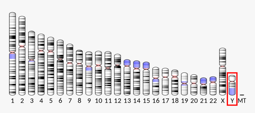 Human Chromosome 16, HD Png Download, Free Download