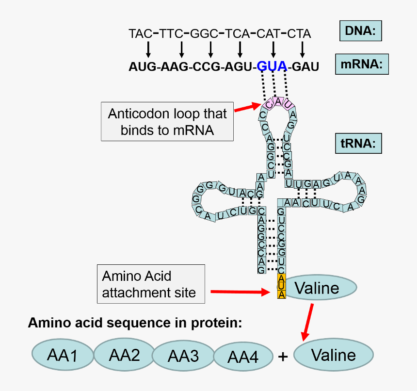 The Sequence Of Coding Events From The Dna Coding Strand - Cross, HD Png Download, Free Download