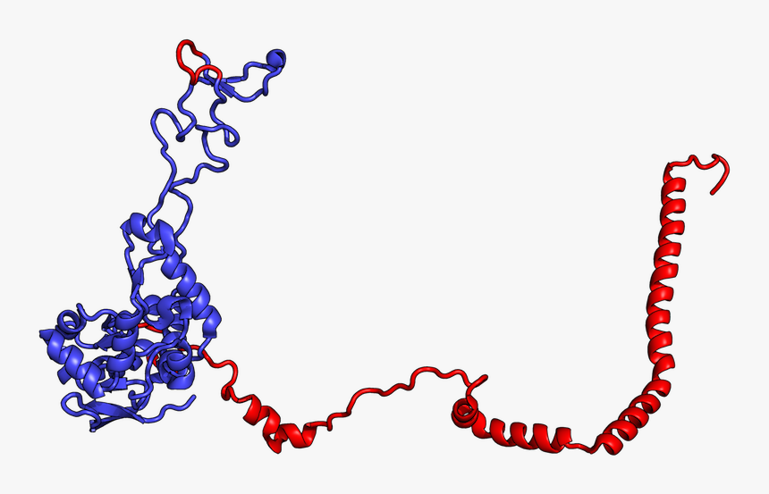 Eukaryotic Ribosomal Stalk, HD Png Download, Free Download