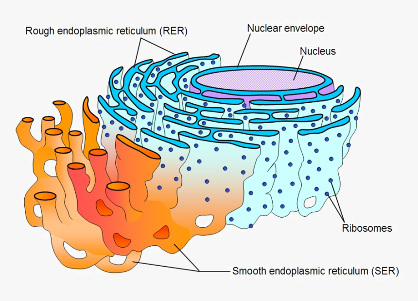 Rough Endoplasmic Reticulum, HD Png Download, Free Download